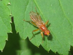 Norellisoma spinimanum