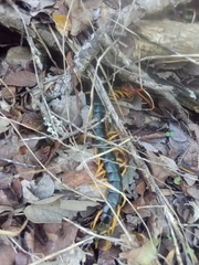 Scolopendra heros