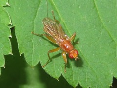 Norellisoma spinimanum