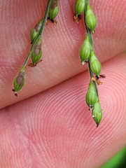 Urochloa ramosa
