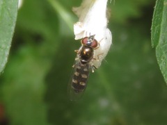 Platycheirus scutatus