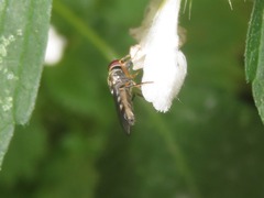 Platycheirus scutatus