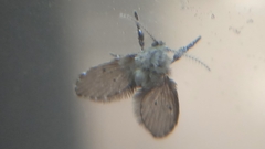 Clogmia