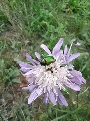 Cryptocephalus sericeus