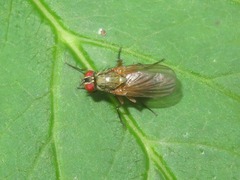 Hydrophoria linogrisea