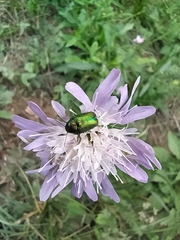 Cryptocephalus sericeus