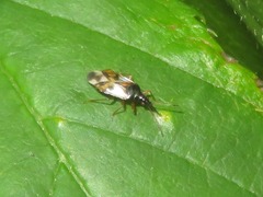 Anthocoris nemorum