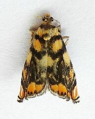 Diptychophora harlequinalis