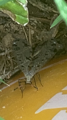 Dendroleon obsoletus