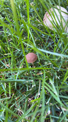 Panaeolus foenisecii