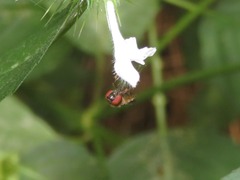 Platycheirus albimanus
