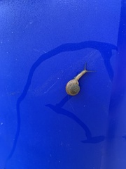 Polygyra cereolus
