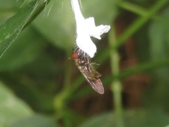 Platycheirus albimanus