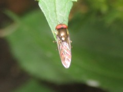 Platycheirus albimanus