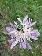 Cryptocephalus sericeus