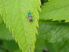 Augochloropsis viridula
