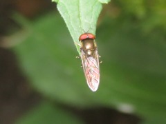 Platycheirus albimanus
