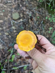 Cantharellus