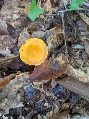 Cantharellus
