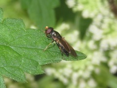Cheilosia pagana