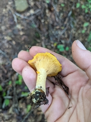 Cantharellus