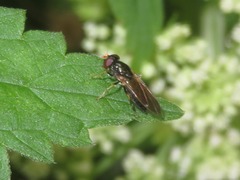 Cheilosia pagana