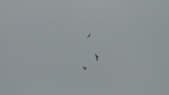 Gypaetus barbatus