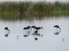 Anastomus lamelligerus