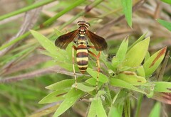 Poecilopompilus interruptus