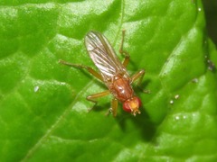 Norellisoma spinimanum