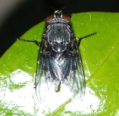 Calliphora vicina
