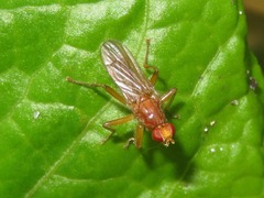 Norellisoma spinimanum