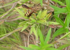 Poecilopompilus interruptus