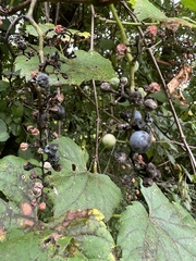 Phyllosticta ampelicida