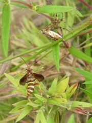 Poecilopompilus interruptus