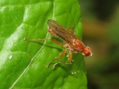 Norellisoma spinimanum