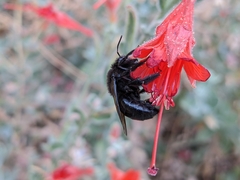 Xylocopa californica