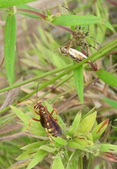 Poecilopompilus interruptus