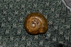 Morlina glabra