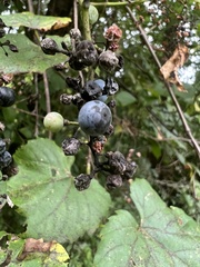 Phyllosticta ampelicida