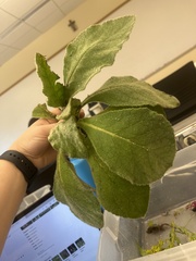 Verbascum