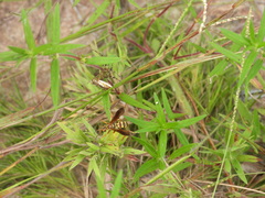 Poecilopompilus interruptus