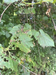 Phyllosticta ampelicida