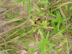 Poecilopompilus interruptus