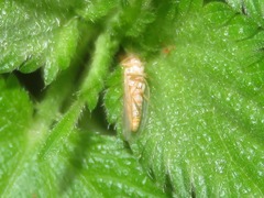 Cuneopalpus cyanops