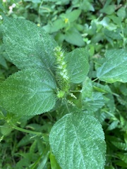 Acalypha ostryifolia