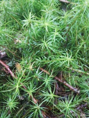 Polytrichum