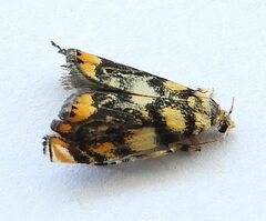 Diptychophora harlequinalis