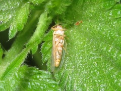 Cuneopalpus cyanops