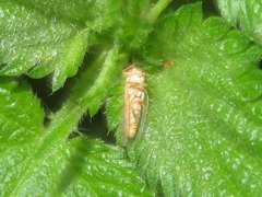 Cuneopalpus cyanops